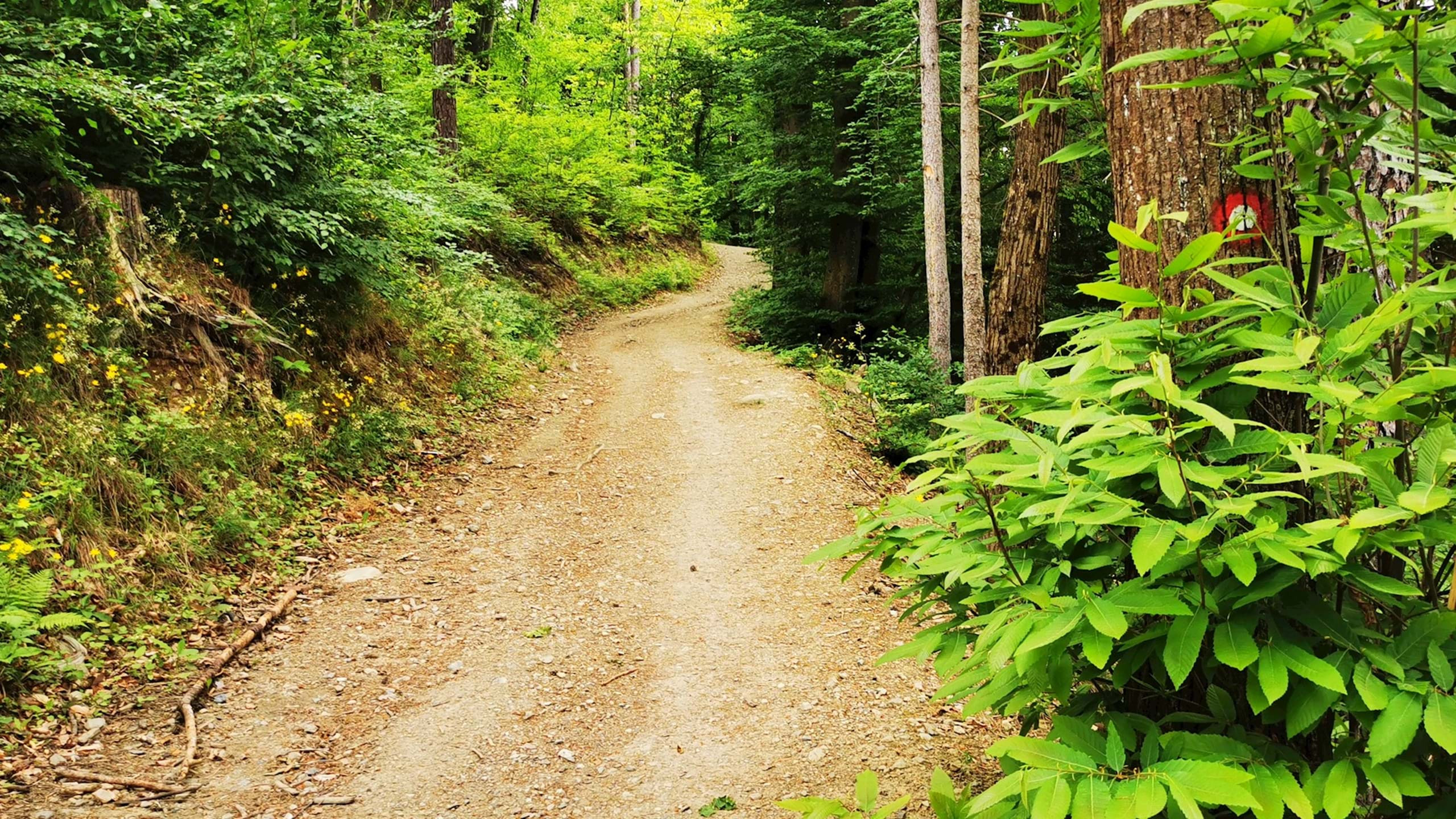 Martnica Maribor Pohorje Slovenija Slovenia Karmen Razlag 2