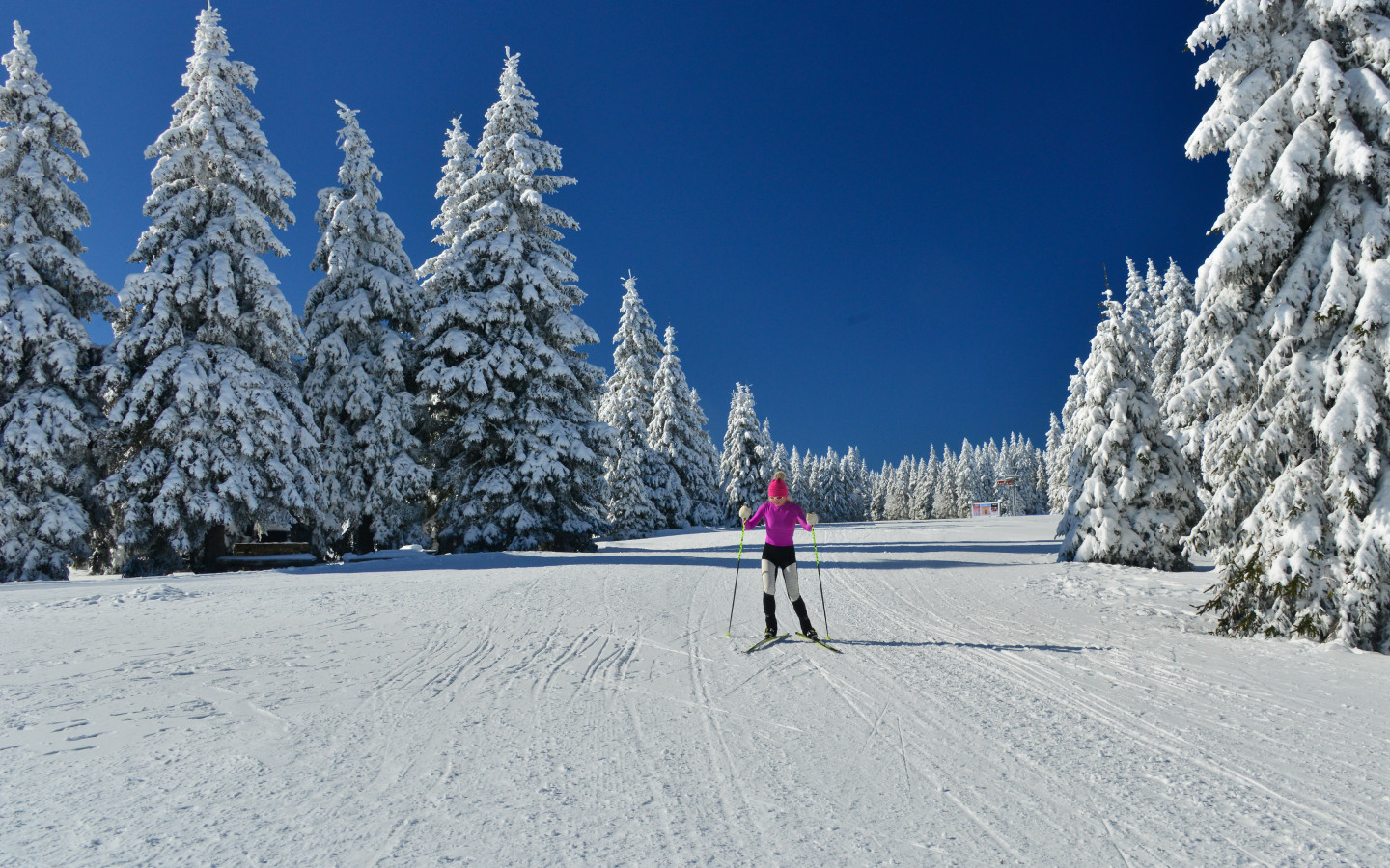 Tekaške proge na Rogli