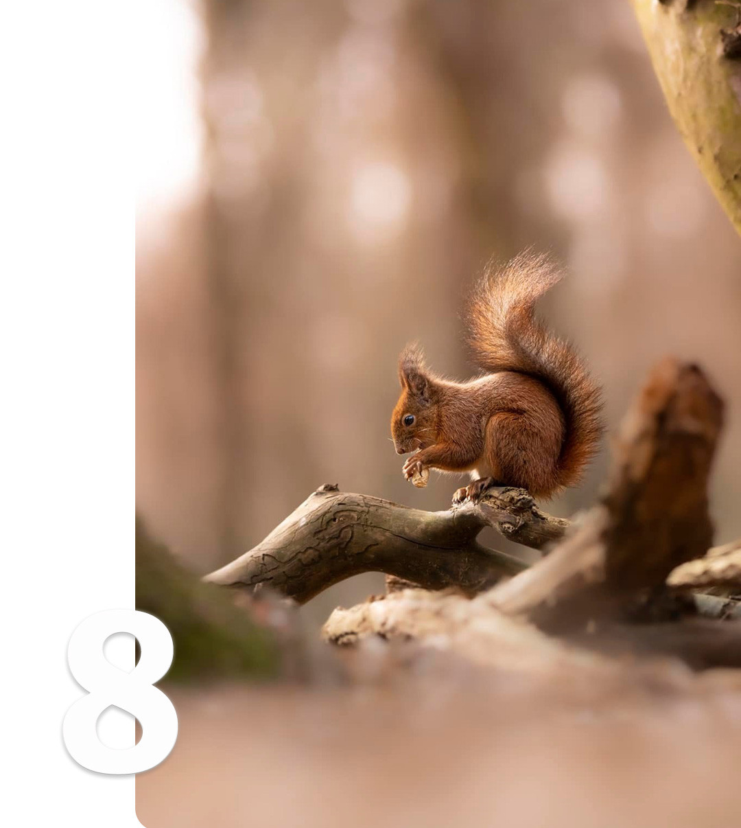 Opazovanje narave in živali