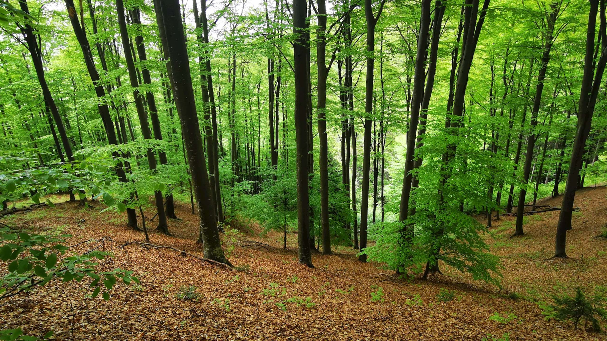 Pot Na Peke Pohorje Slovenija 7