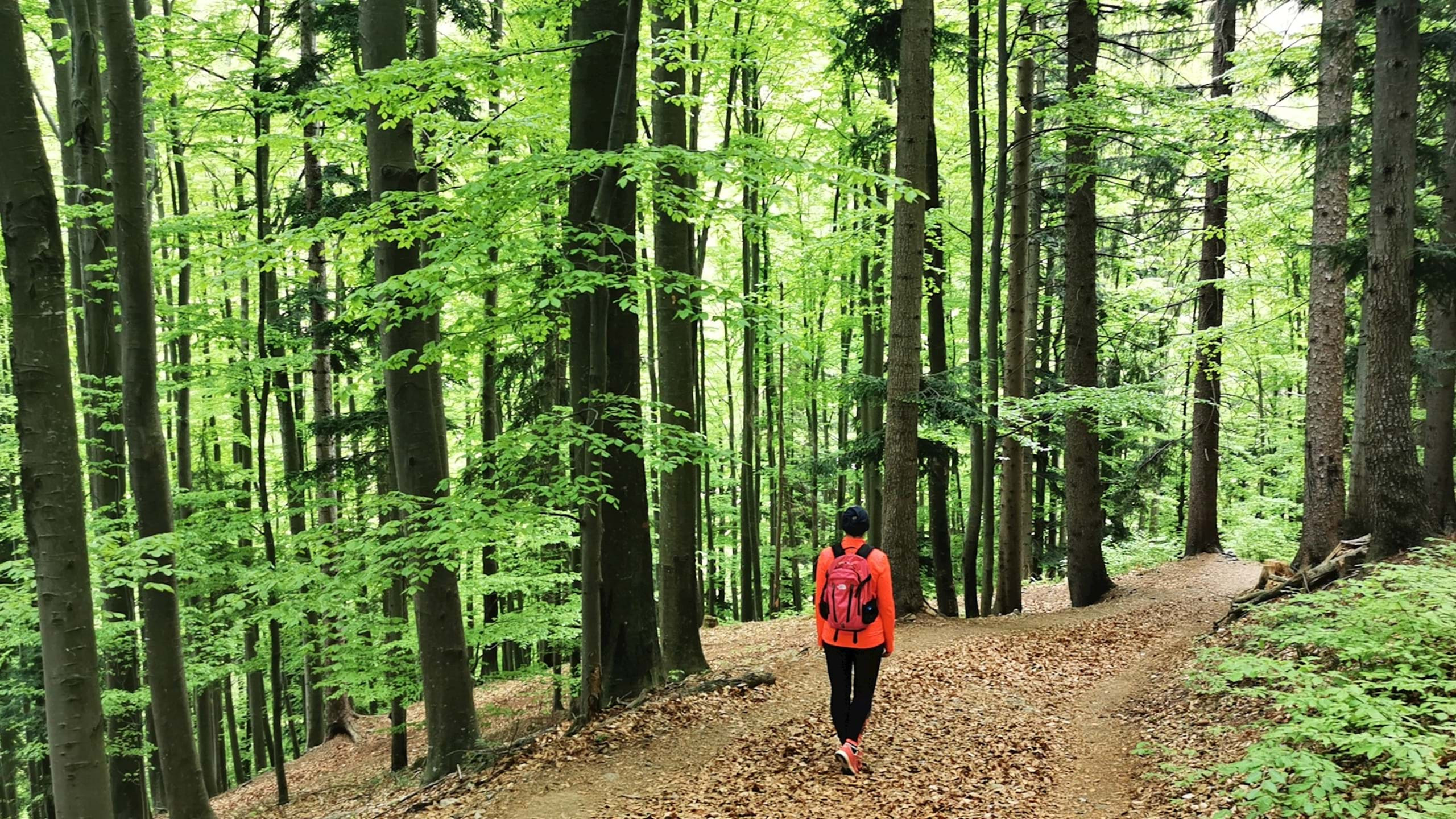 Pot Na Peke Pohorje Slovenija 8