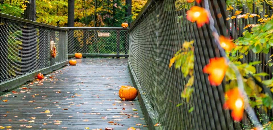 541446810 1132507162313082 6367951362661974398 N