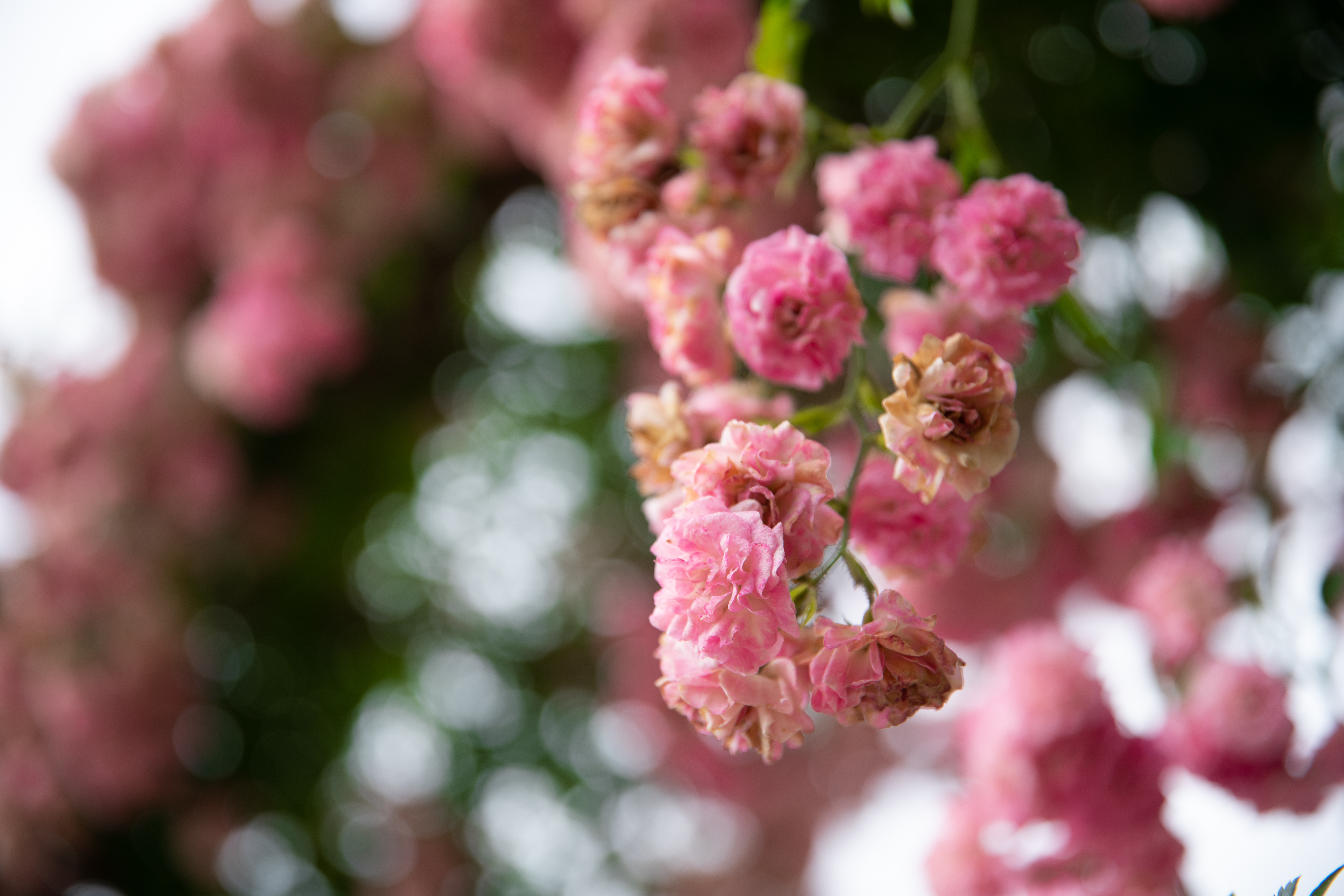 Botanicni Vrt Univerze V Mariboru Pohorje Slovenija Klara Kulovec 9