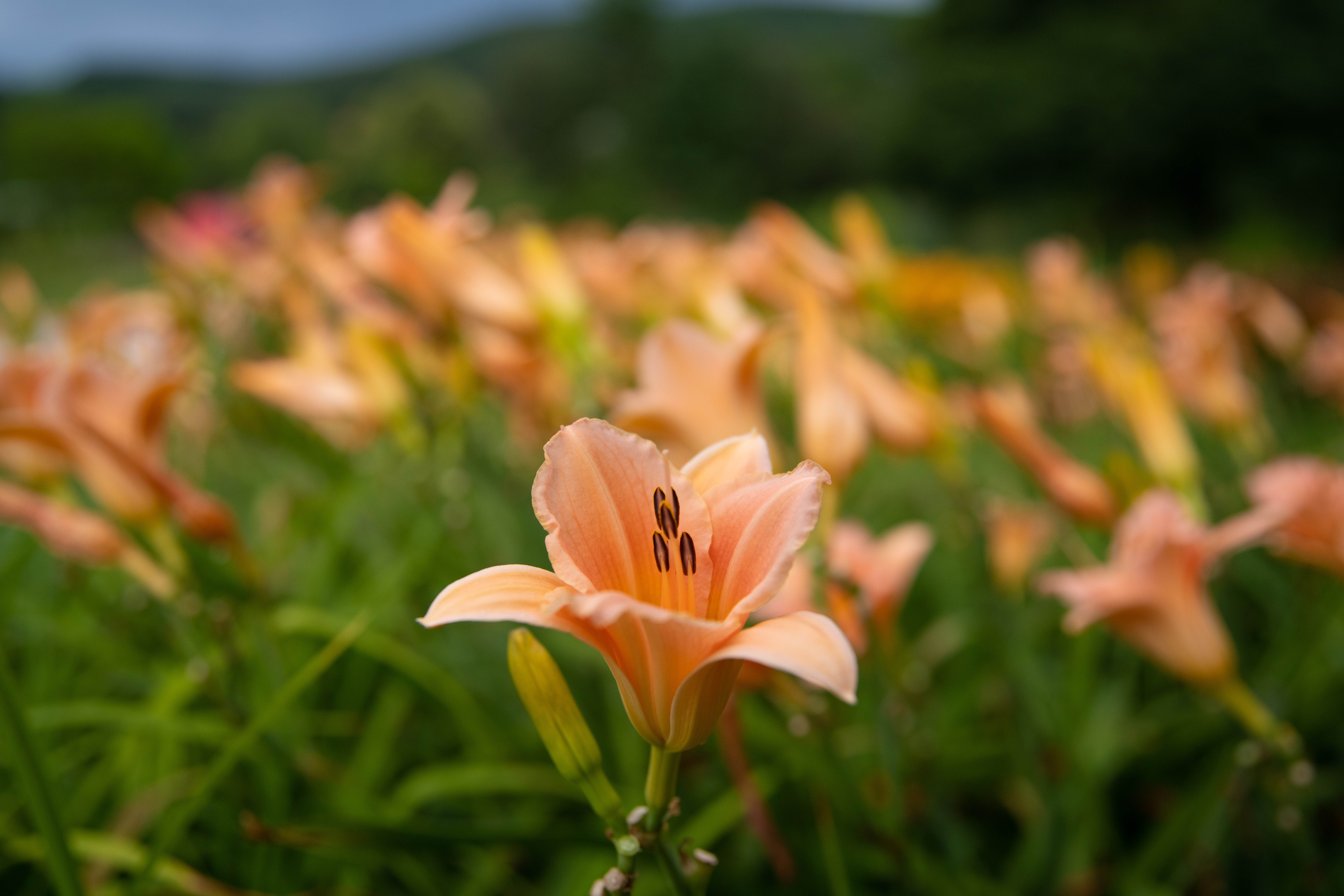 Botanini Vrt Univerze V Mariboru Pohorje Slovenija Klara Kulovec 4