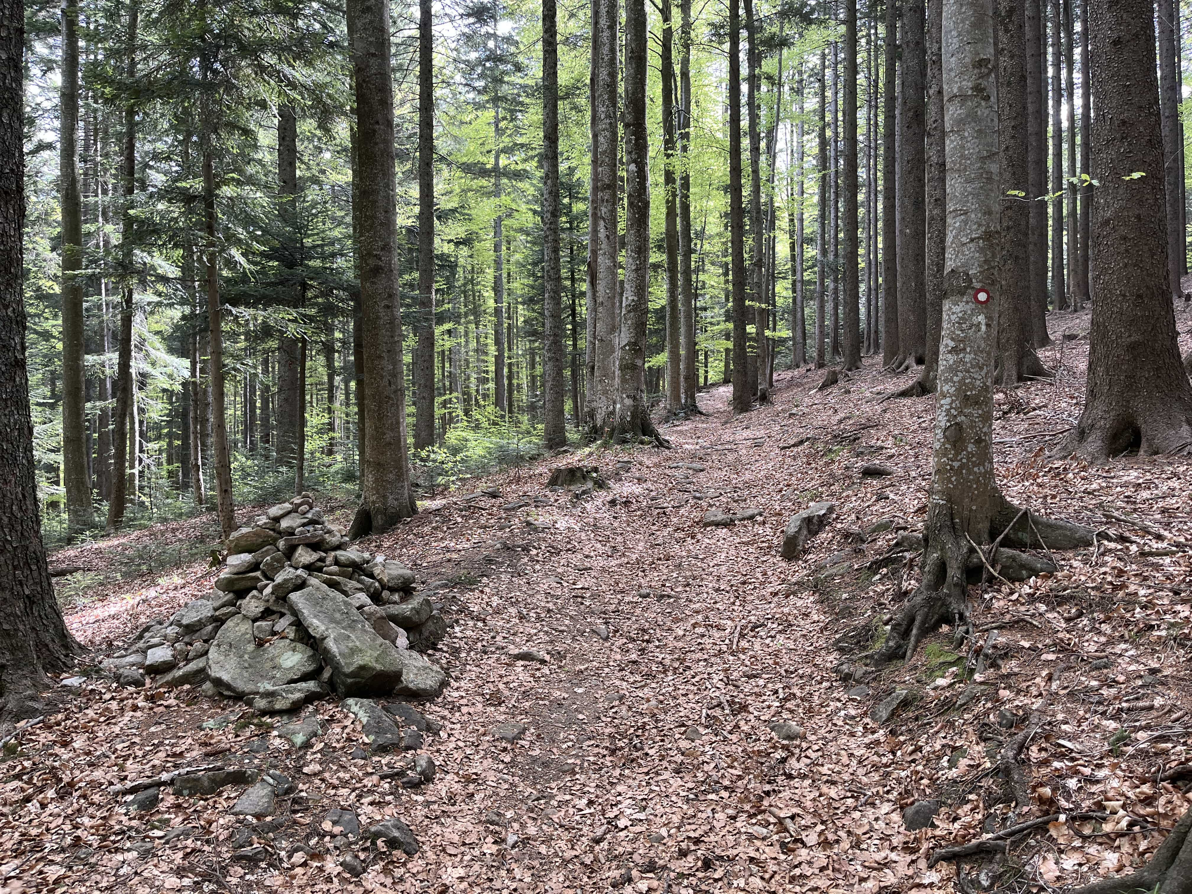 Pohorje – Kozjak Trail: Etapa 3 Ruška koča-Bajgot