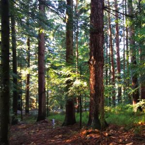 Gozd Maribor Pohorje Slovenija Slovenia Karmen Razlag 2