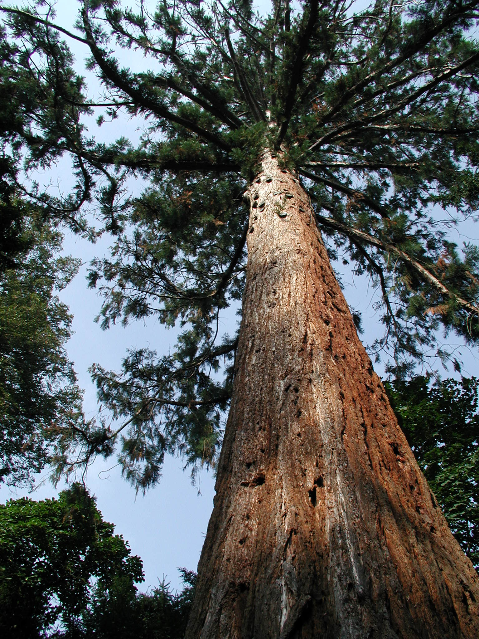 Botanični vrt UM - Orjaka Sekvoja