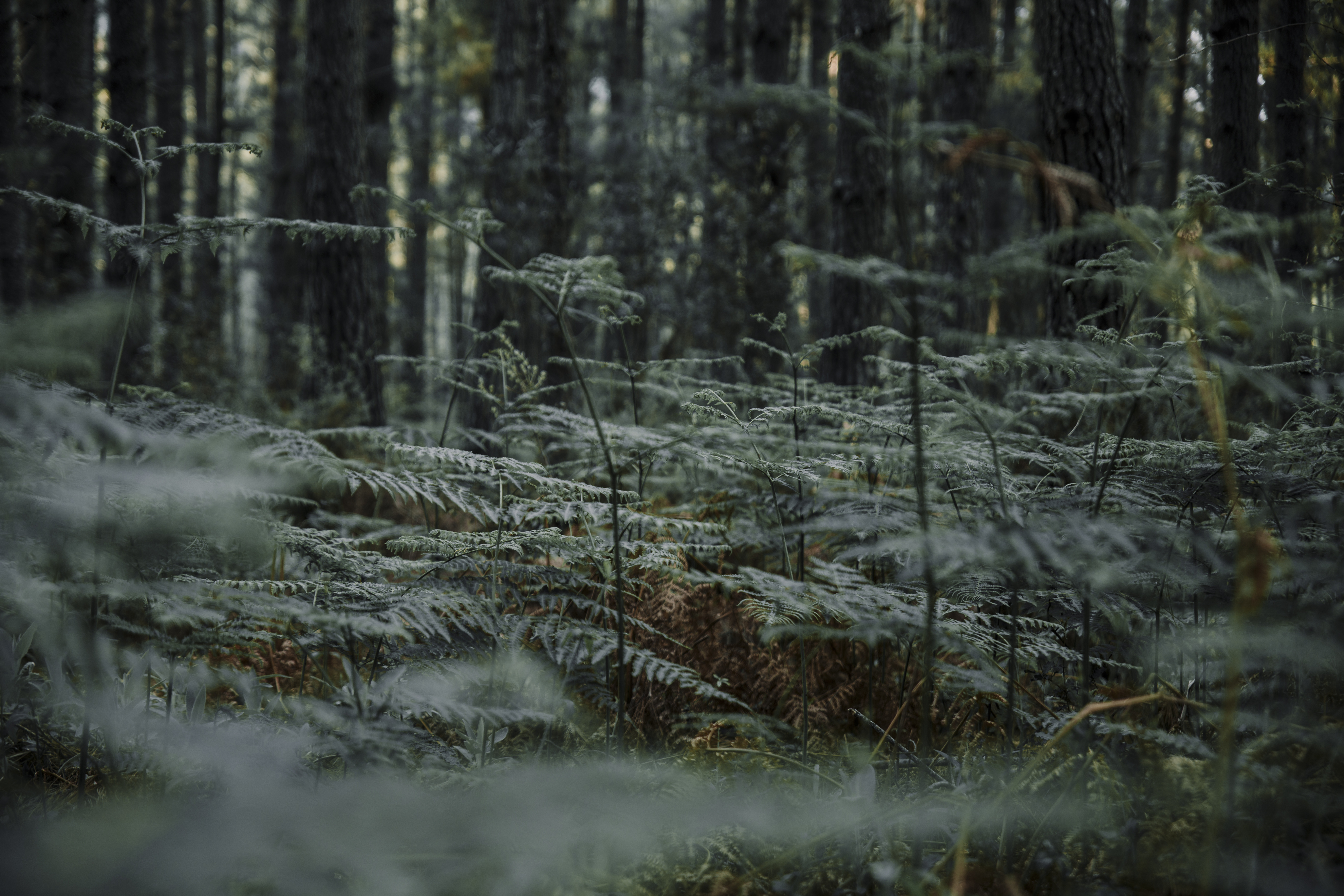 Deževni dnevi na Pohorju - idealni čas za razvajanje v naravi