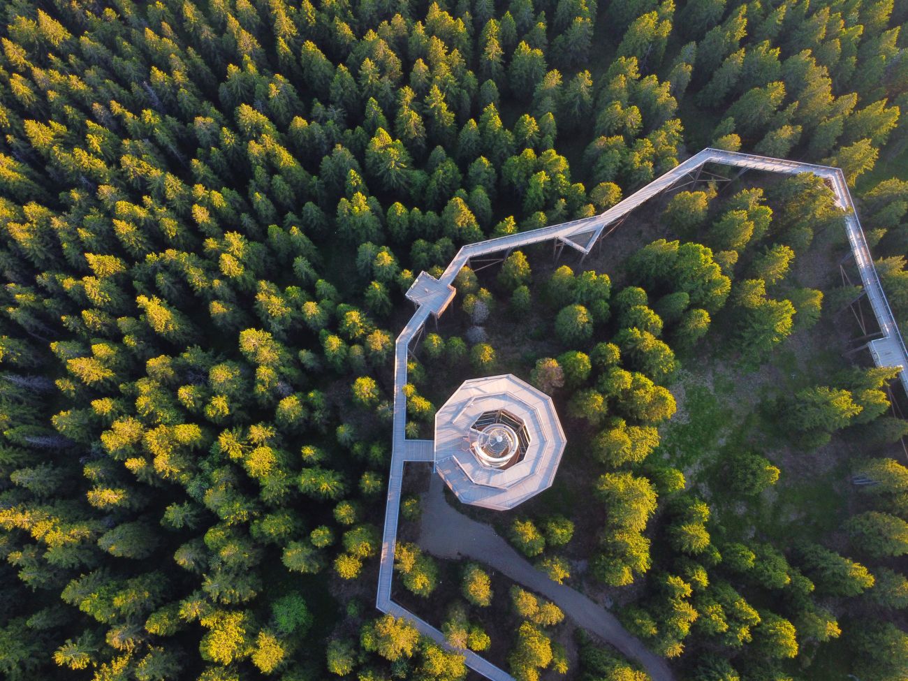 Pot med krošnjami Rogla Pohorje Slovenija