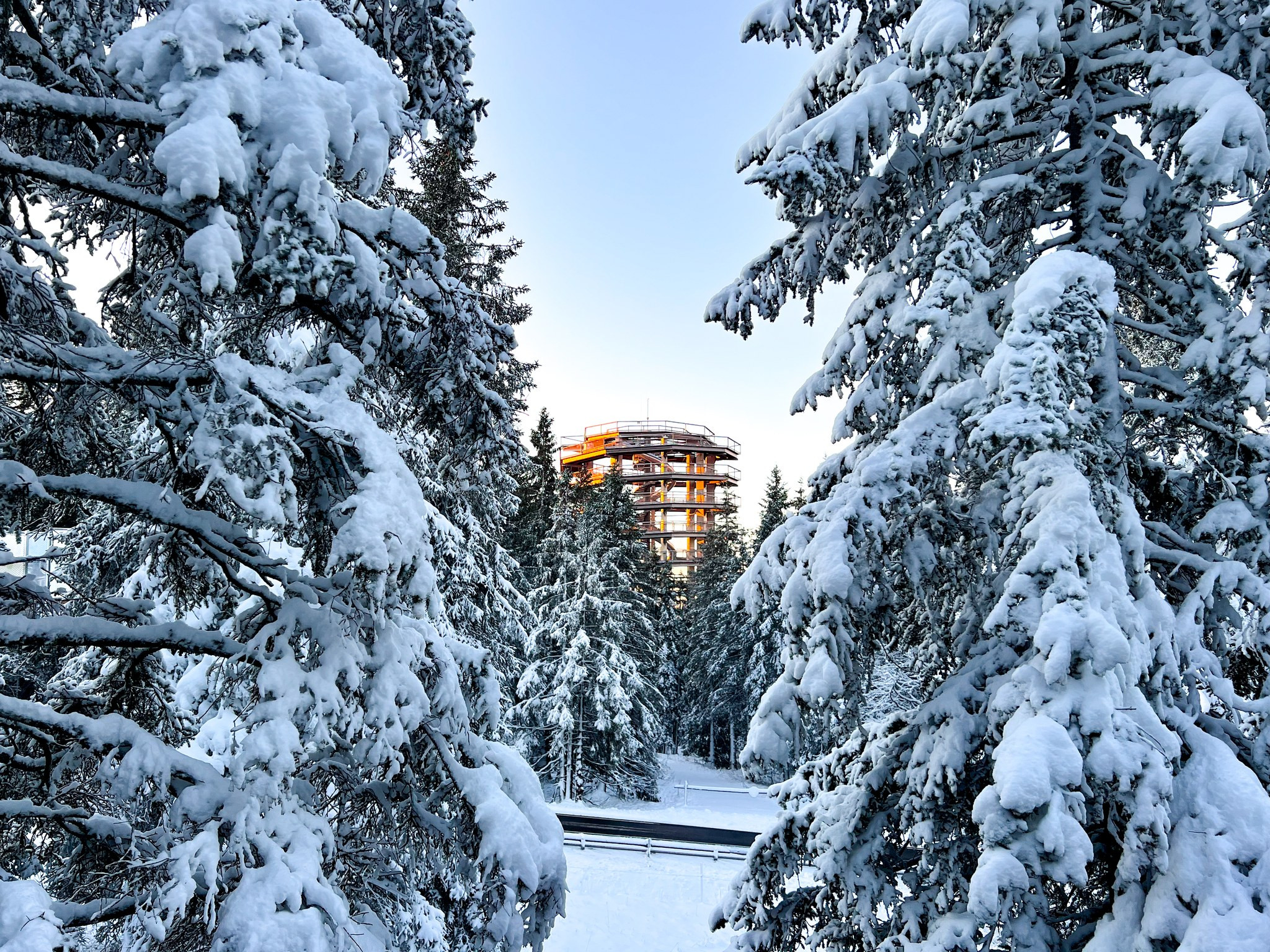 Tržnica pod krošnjami