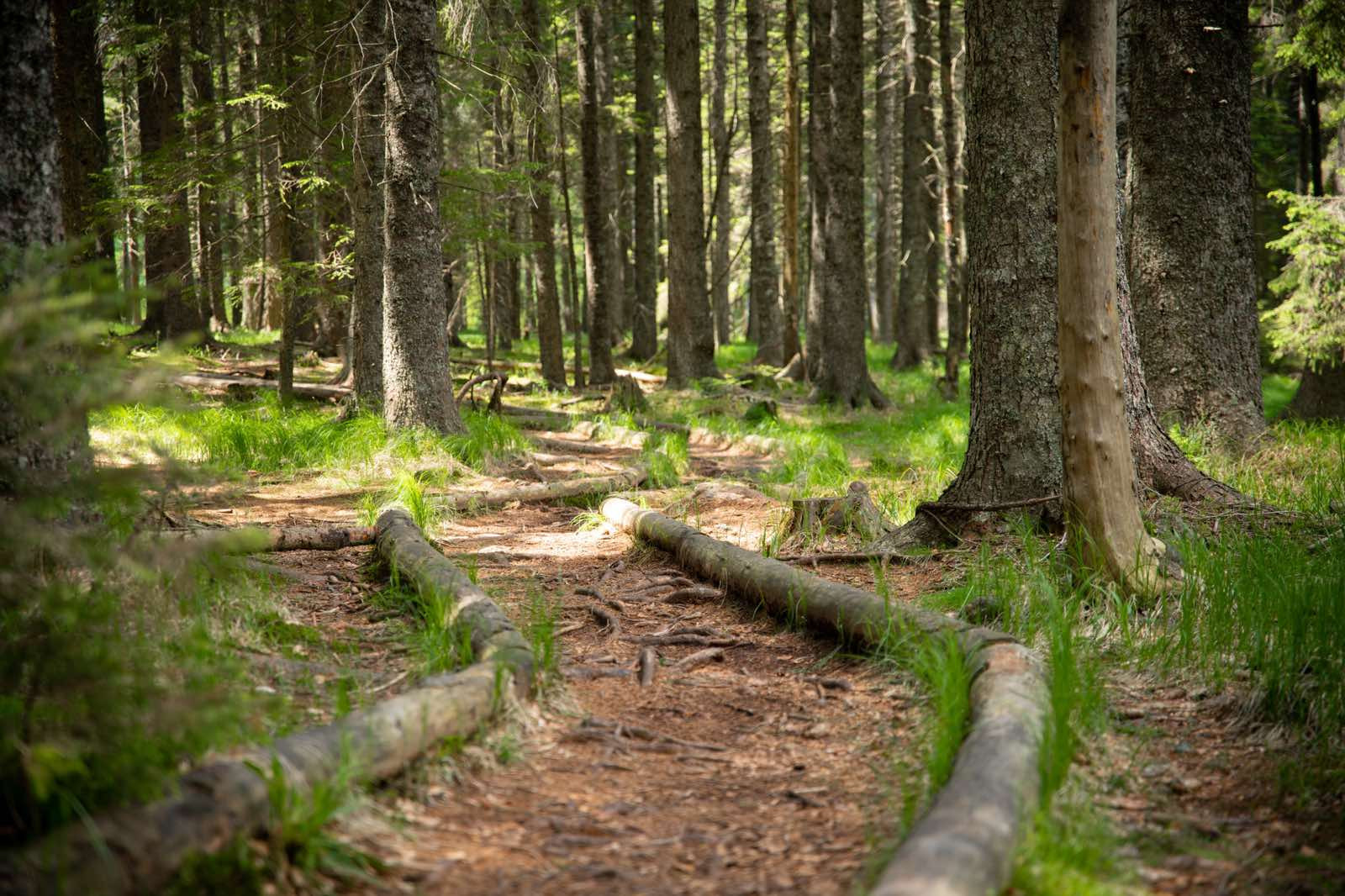 Gozdna Una Pot Rno Jezero Klara Kulovec 15