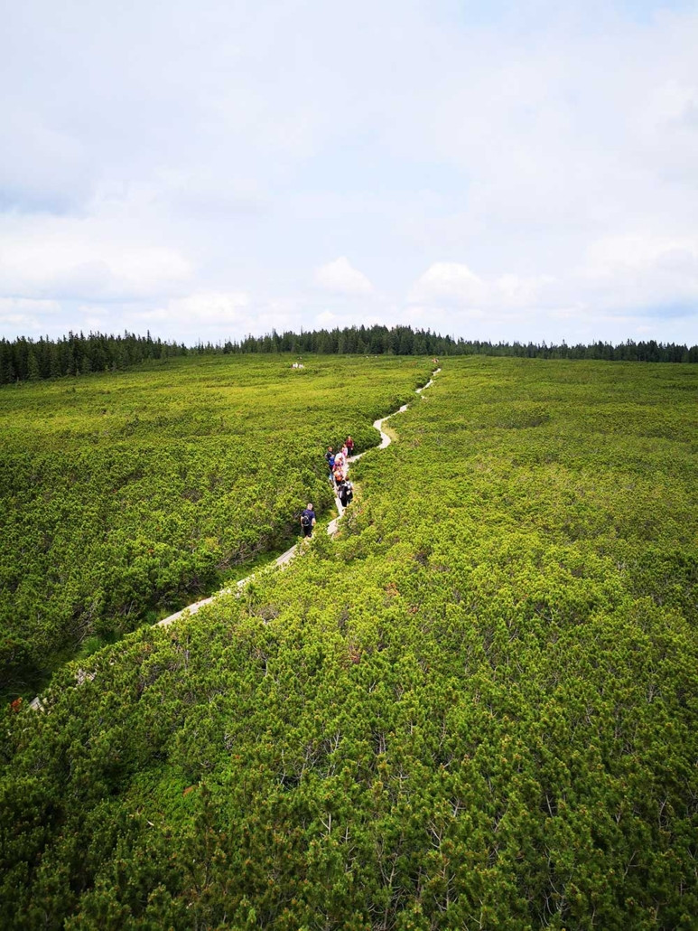 Pohorje Lovrenska 01 Barbara 773x1030