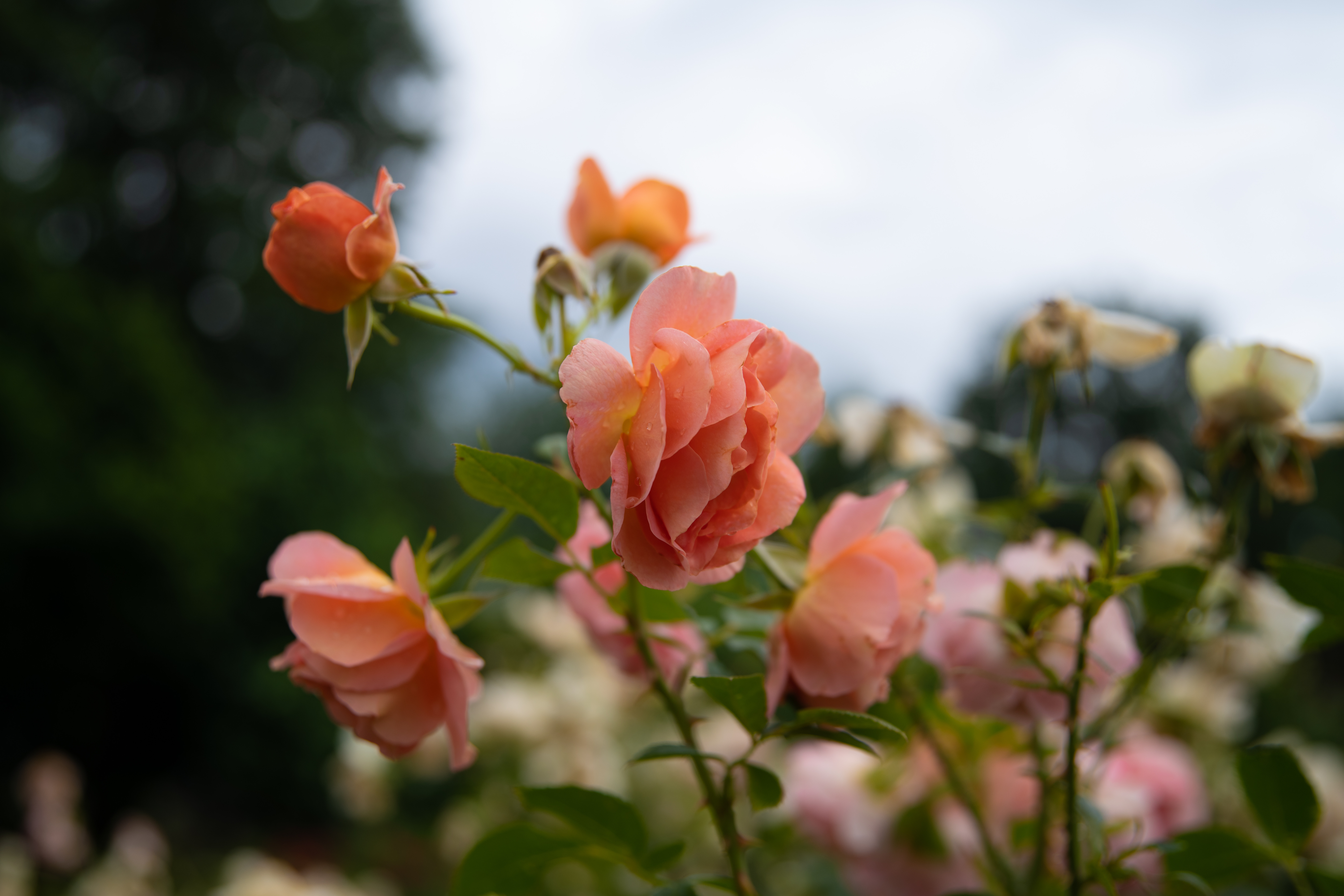 Botanicni Vrt Univerze V Mariboru Pohorje Slovenija Klara Kulovec 13