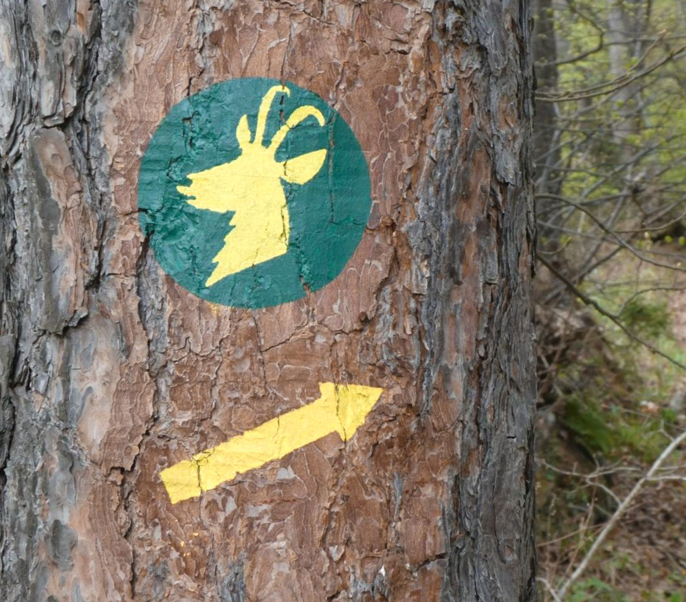 Gozdna učna pot Ruta