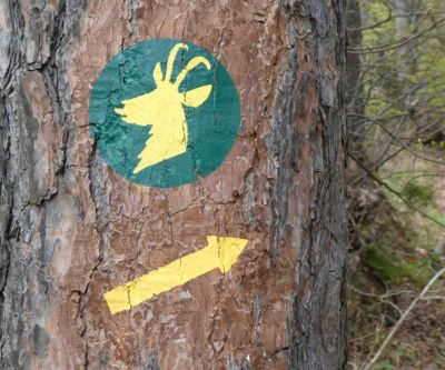 Gozdna učna pot Ruta