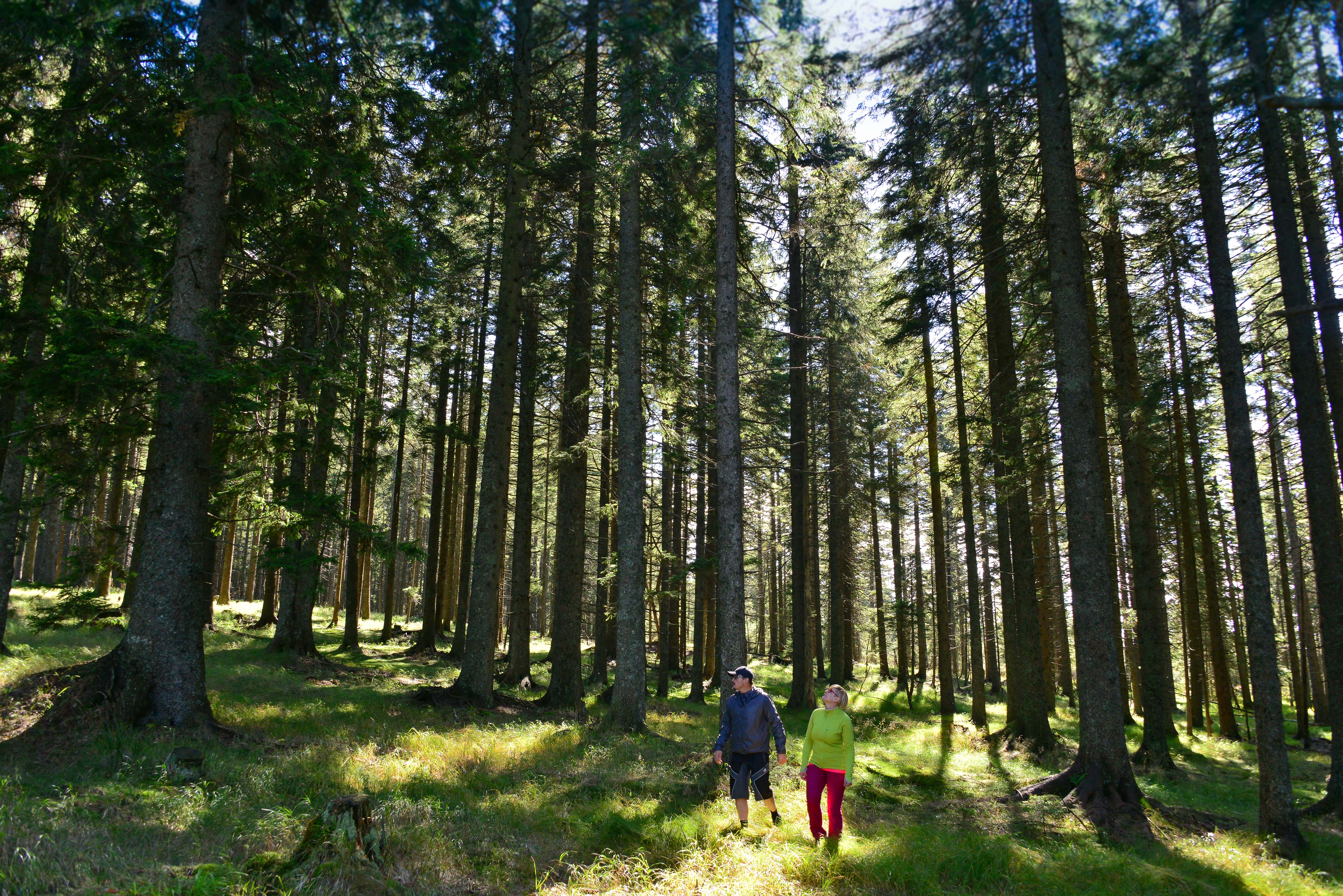 SPP: Šumik – Koča na Klopnem vrhu