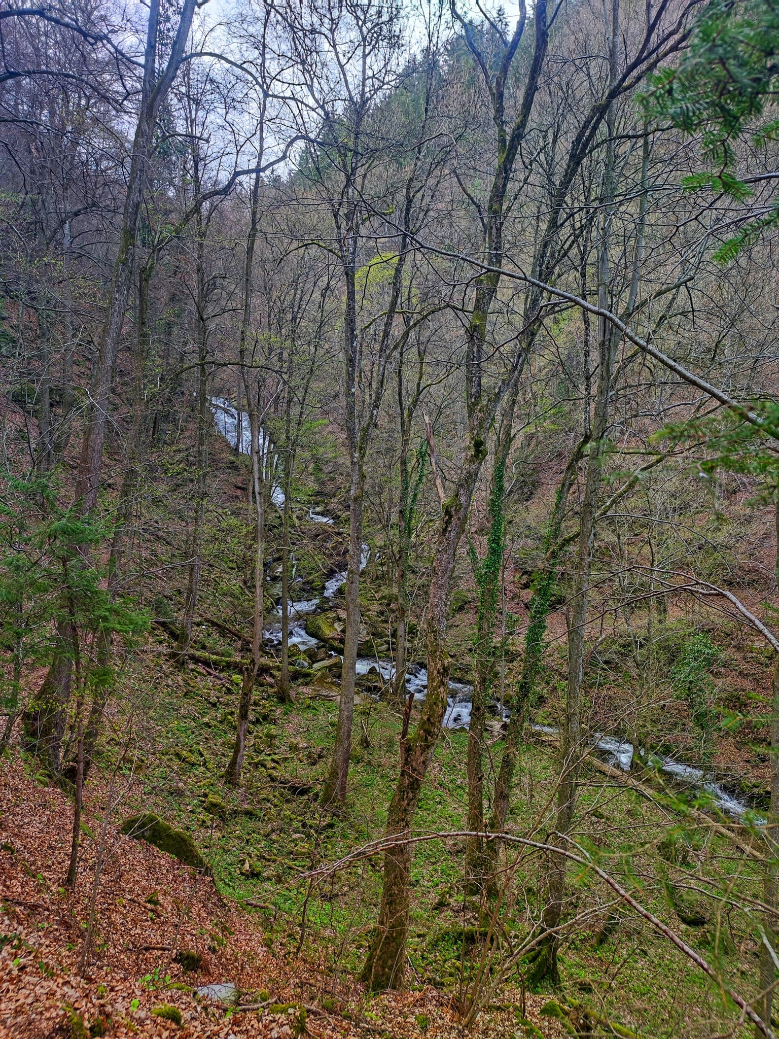 Bistriki Um Pohorje Slovenija Karmen Razlag 4