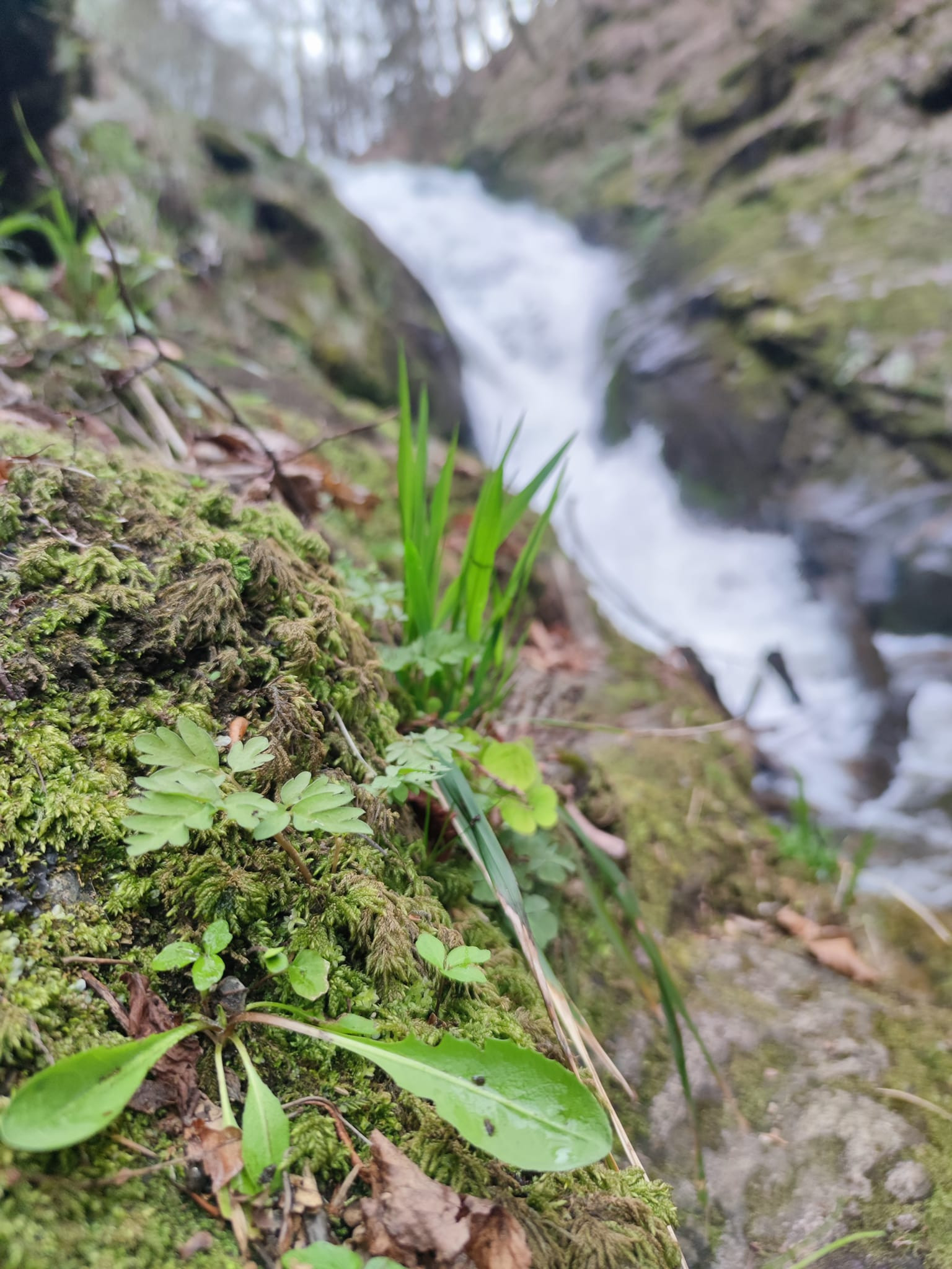 Bistriski Sum Pohorje Slovenija Karmen Razlag 2
