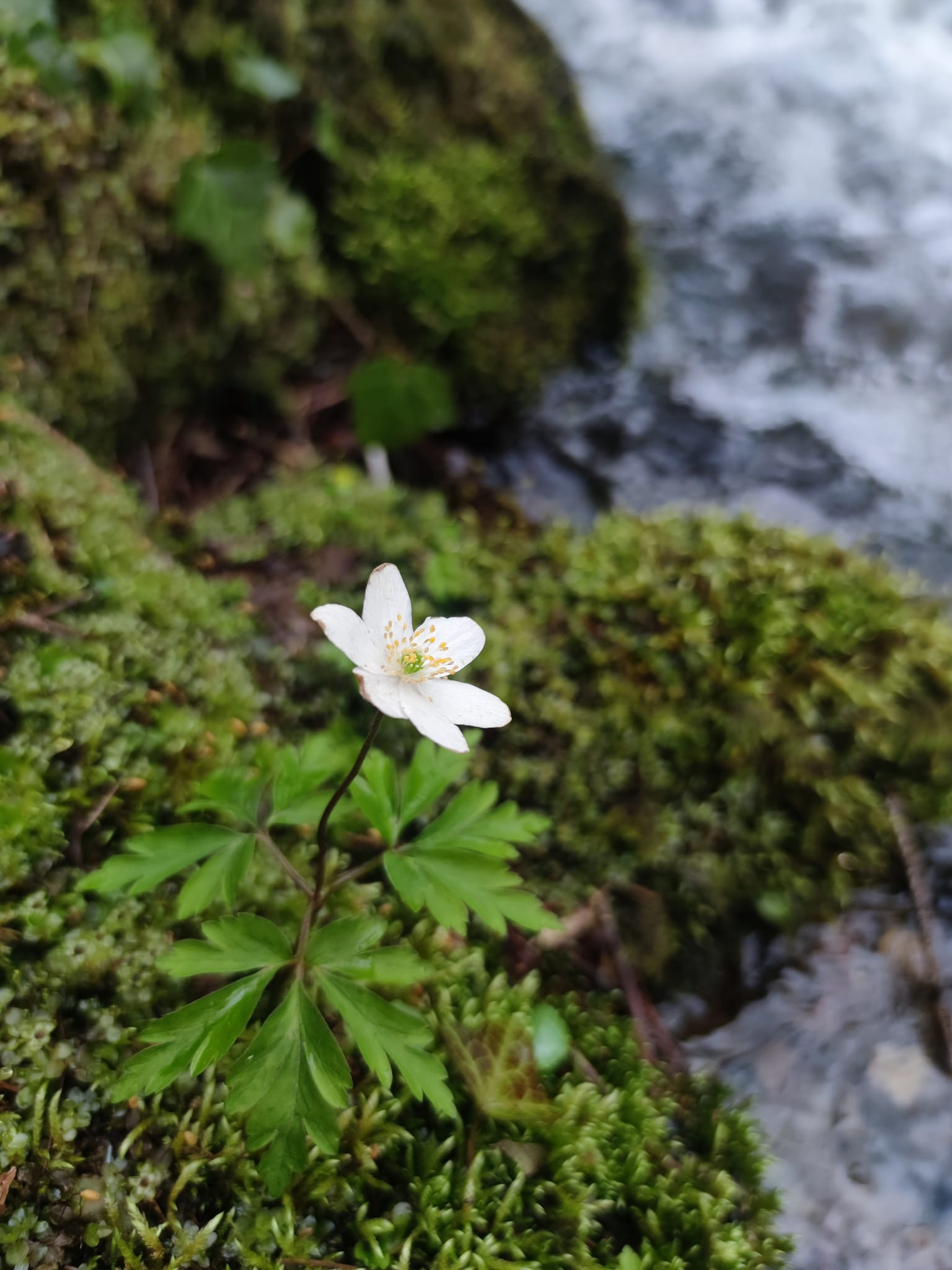 Bistriski Sum Pohorje Slovenija Karmen Razlag 3